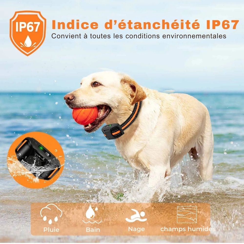 Collier de Dressage Électrique