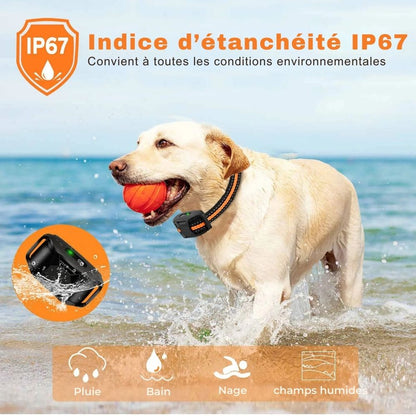 Collier de Dressage Électrique