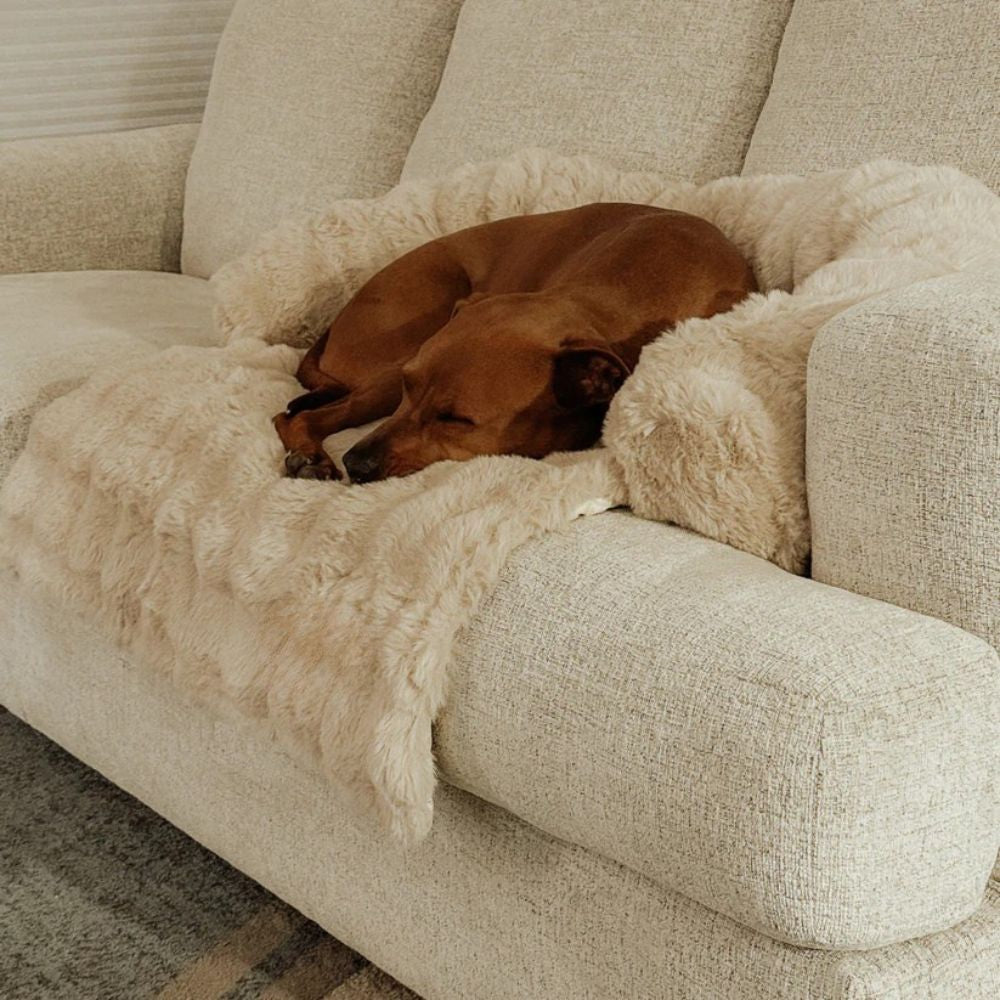 Canapé-Lit Cocooning Ultra Doux – Le Nid de Confort Préféré de Tous les compagnons