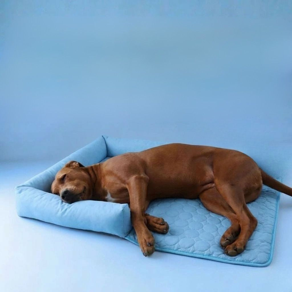 Lit Rafraîchissant pour Chien — Confort & Fraîcheur pour l'Été